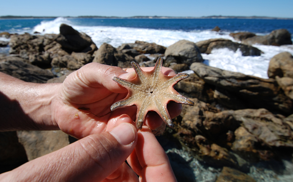 Discovering the wild side of Kangaroo Island 