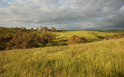 Touring the Barossa