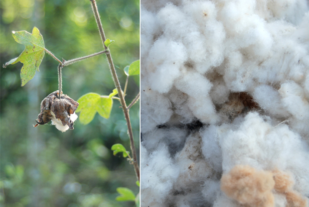 Lao cotton