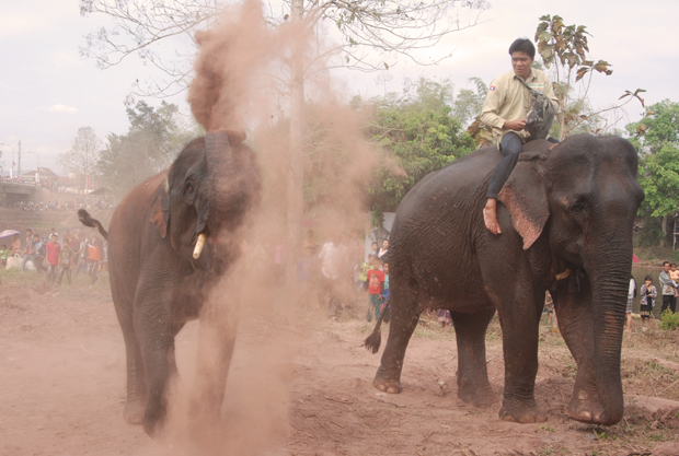 Lao Elephant Festival