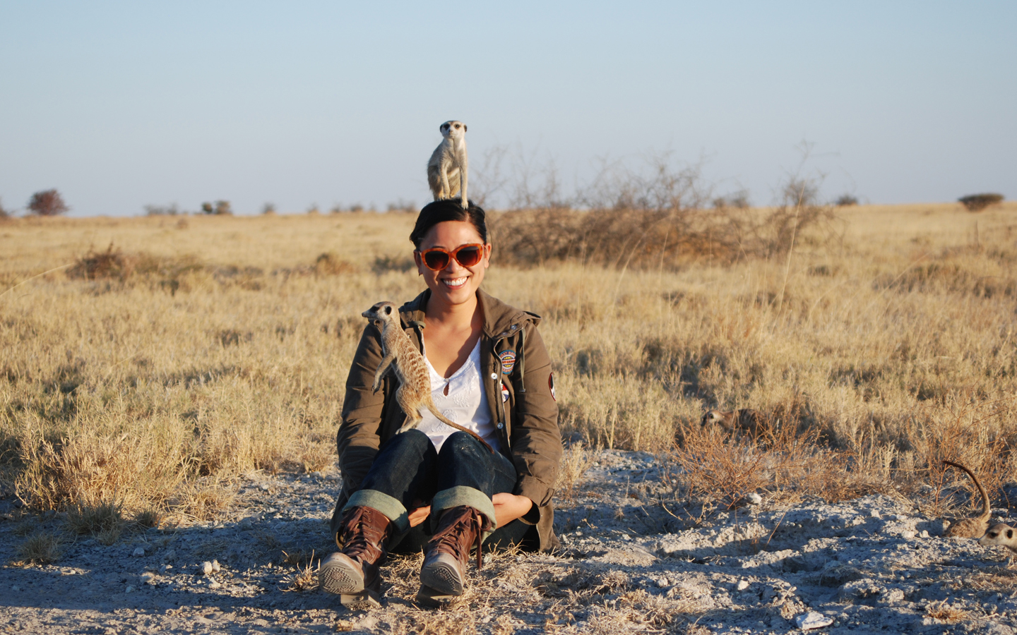 interacting with meerkats