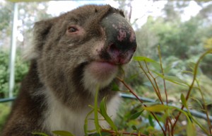 Discovering the wild side of Kangaroo Island