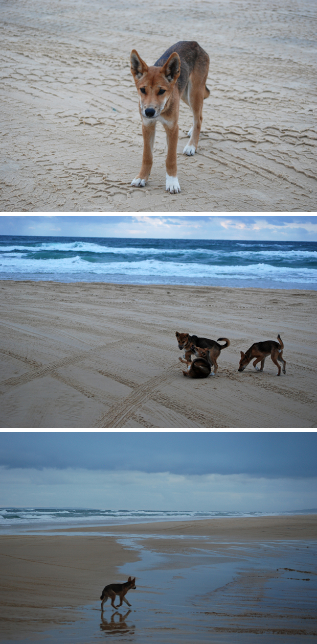 Dingoes on Fraser Island