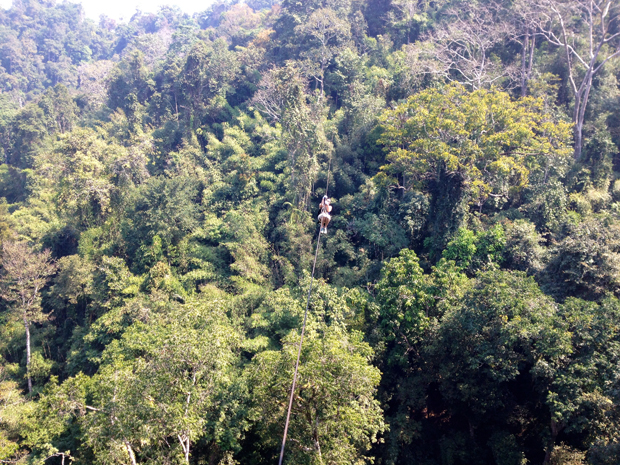 Gibbon Experience Laos