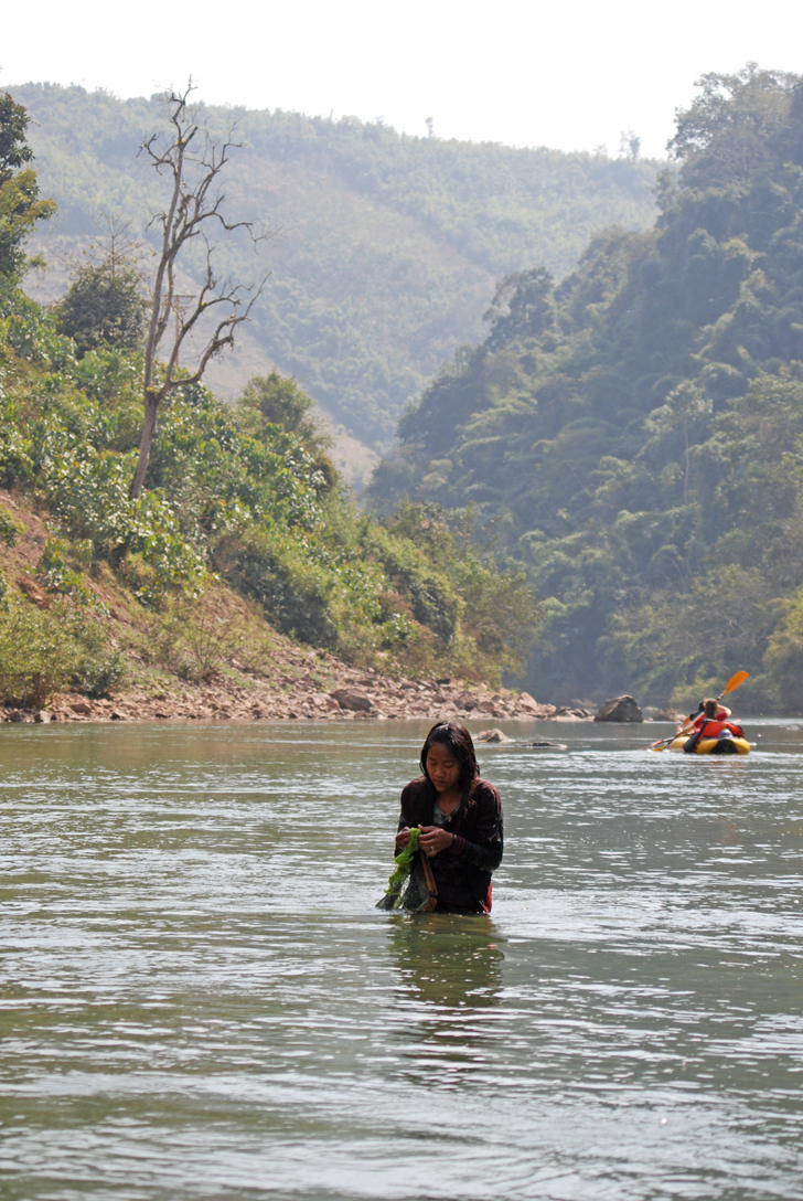 Lao riverweed