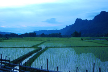 Rice growing season in Southern Laos